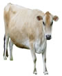 Cow medium size  